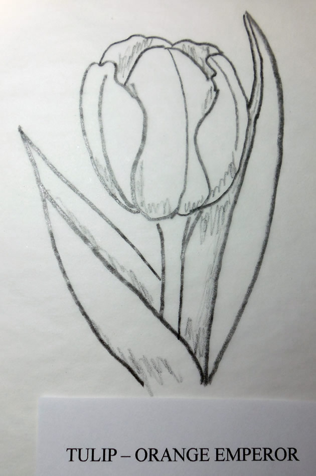 tulip woodcarving pattern